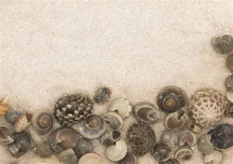 Image result for Double-Shell Border