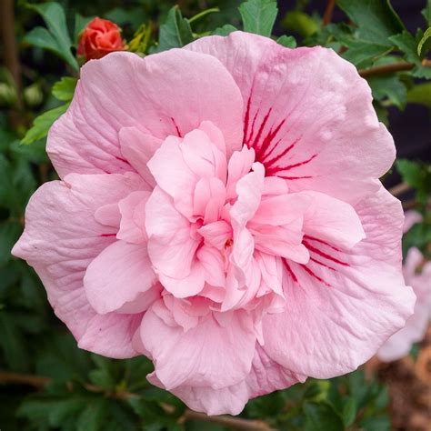 Buy tree hollyhock Hibiscus syriacus 'Pink Chiffon ('Jwnwood4') (PBR ...