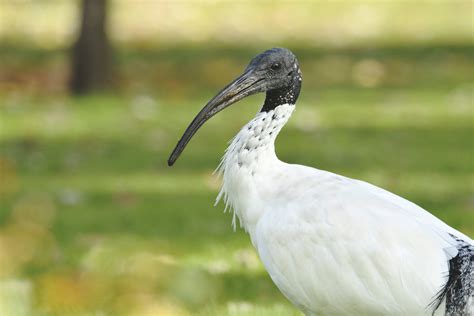 What bird is that? Australian white ibis — Adelaide Park Lands Association