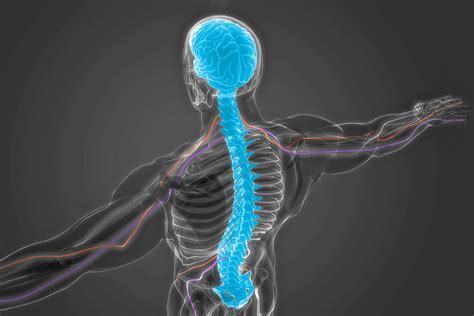 5 Shocking Facts About the Nervous System - Interesting Facts