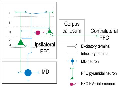The Anatomical and Functional Heterogeneity of the Mediodorsal Thalamus