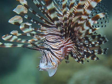 Image result for Fish Imafe for Python Code