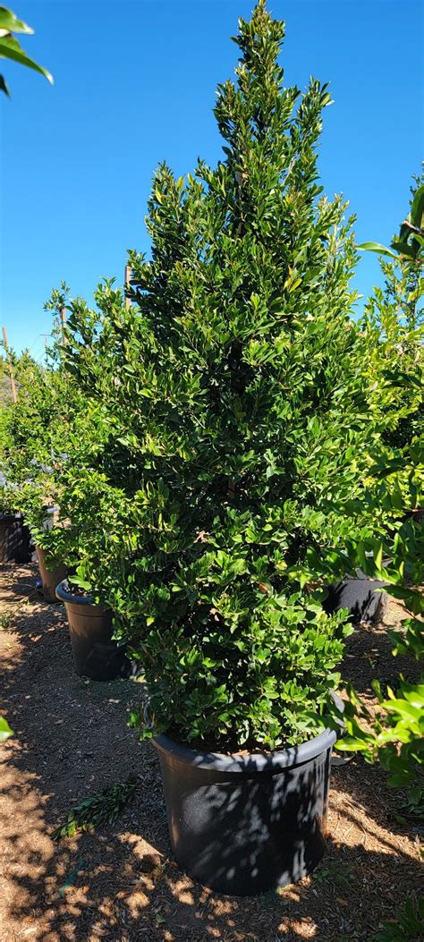 Prunus caroliniana - Carolina Cherry Laurel - Bonilla Nurseries