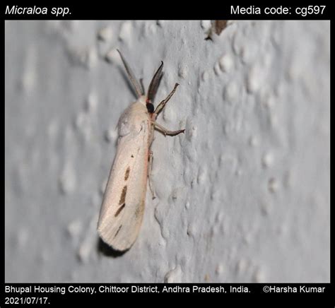 Micraloa spp. Dubatolov, 2004 - | Moths