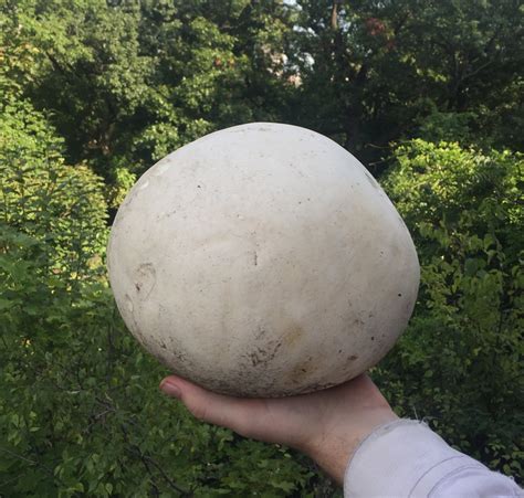 Giant Puffball Mushroom: Ultimate Guide to Identification, Cooking, and ...