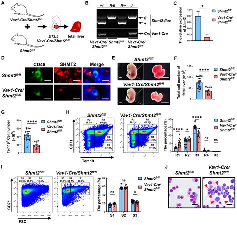 Serine Hydroxymethyltransferase 2 Deficiency in the Hematopoietic ...