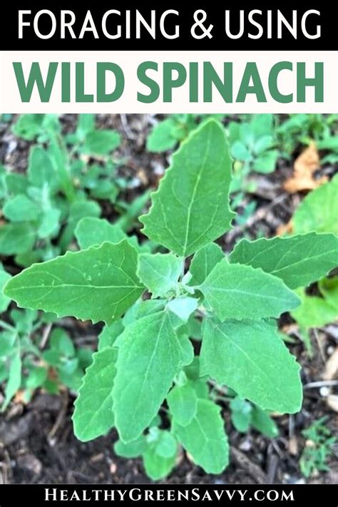 Identifying & Foraging Wild Spinach (Lambsquarters or Goosefoot ...