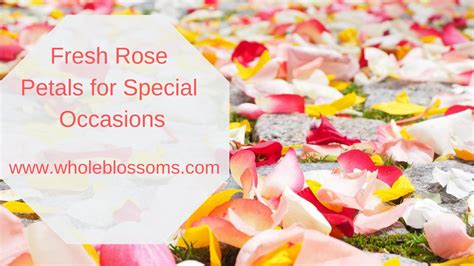 Enchanting Fresh Rose Petals for the Wedding Location | Fresh rose ...