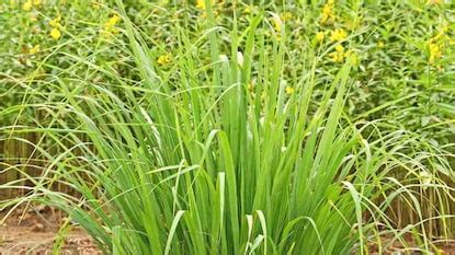 Lemon Grass Benefits: ಈ ಸುಗಂಧಭರಿತ ನಿಂಬೆ ಹುಲ್ಲಿನಿಂದ ಇರುವ ಆರೋಗ್ಯಕರ ...
