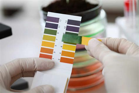 Is Tea Acidic? A Clear and Unbiased Analysis | The Cozy Teacup