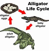 Image result for life cycle of reptile