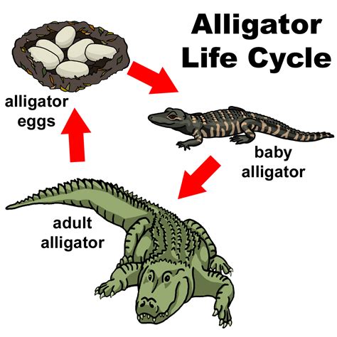 reptile life cycle | ETEC 530-Constructivist Lesson Plan
