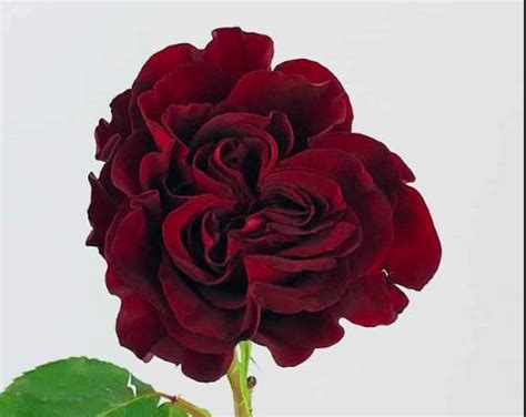 Costin Funeral Chapel, 539 E Washington St, Martinsville, IN 46151, US ...