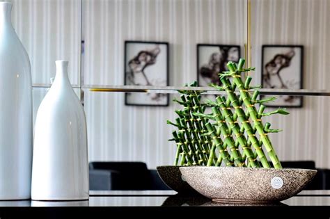 Image result for Bambu Da Sorte