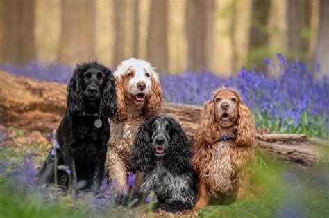 Sporting Dogs 的图像结果