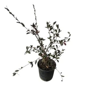 Dodonaea viscosa purpurea | Cepaflor
