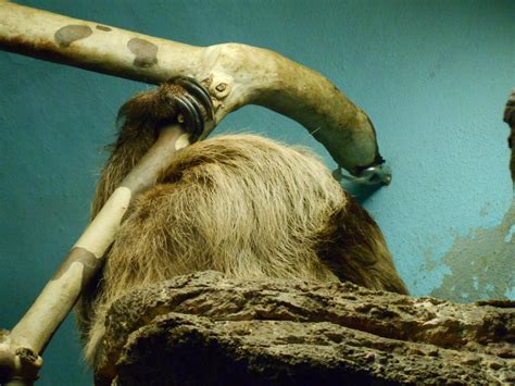 Image result for How to Draw a Two Toed Sloth