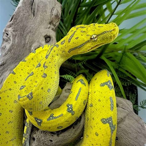 Image result for Manokwari Green Tree Python