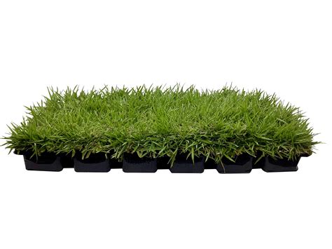 Zoysia Grass Plugs