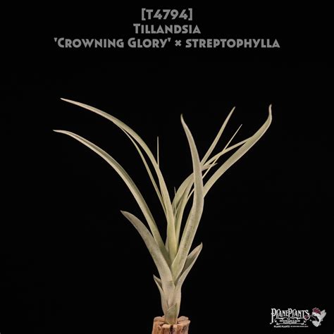 【reserved】'Crowning Glory' x streptophylla〔エアプランツ〕現品発送T4794 | plane plants
