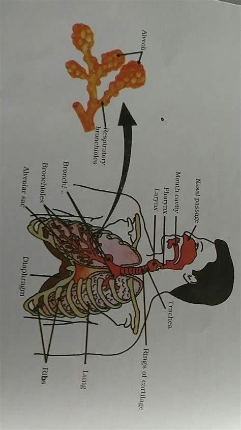 discuss the mechanism of respiration in Human being? - Brainly.in