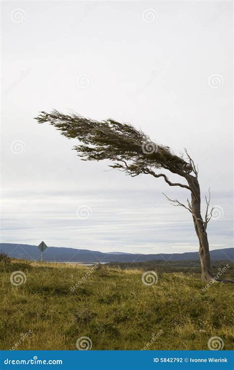 Stormy weather stock photo. Image of clouds, tree, natural - 5842792