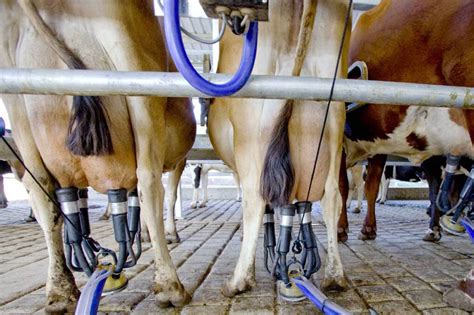 Fresh dairy production