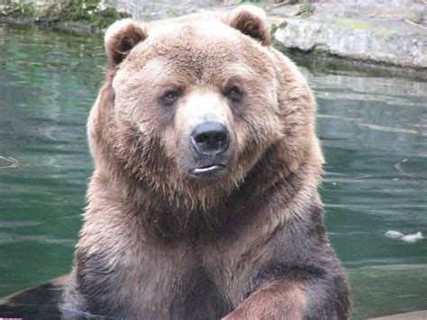 animal pictures gallery