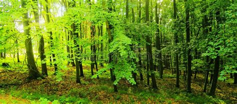 Image result for High Defintion Trees
