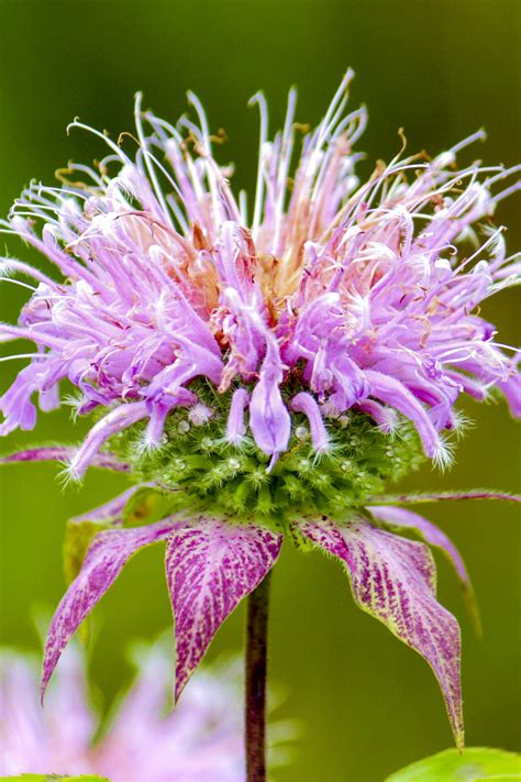 Monarda Cranberry Lace (Bee Balm) - Bergamot Plants | DutchGrown™ UK