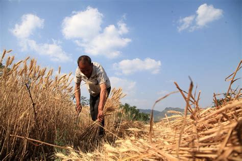 麦子什么时候成熟 麦子成熟的季节是几月_华夏智能网