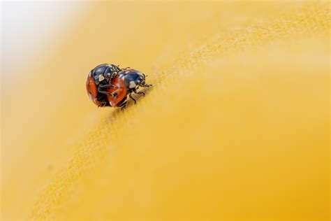 Image result for Ladybug Insect