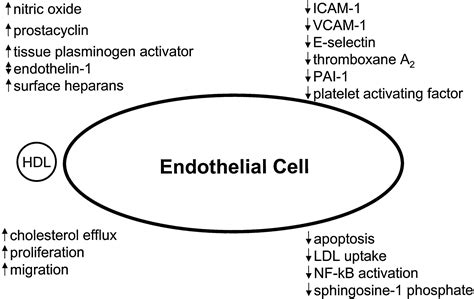 High-Density Lipoproteins and Endothelial Function | Circulation