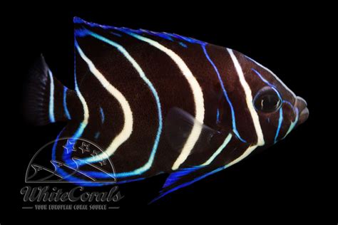 Pomacanthus semicirculatus - Koran-Kaiserfisch (juv.) - online kaufen