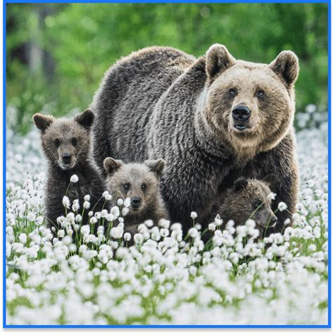 Bare With Me Definition