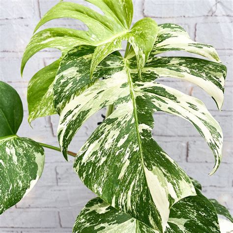 Image result for Example of Data Science Life Cycle