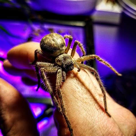 my giant crab spider buddy (Olios giganteus) : spiders