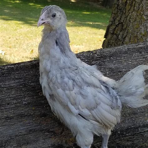 Ameraucana Chicks Blue Egg Layer - Chicken Scratch Poultry
