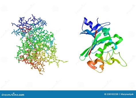 Image result for Fibrinogen Structure