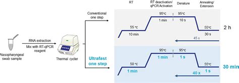 Cdna Synthesis Cycle at Ida Whitford blog