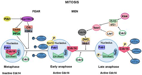 Decoding the Nucleolar Role in Meiotic Recombination and Cell Cycle ...