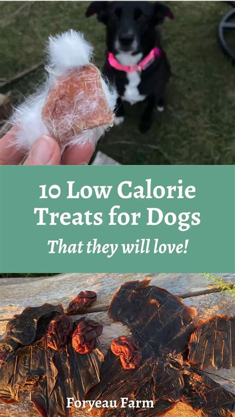 10 low calorie treats for dogs – Artofit