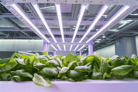 Will Regular Fluorescent Lights Grow Plants at Timothy Isakson blog