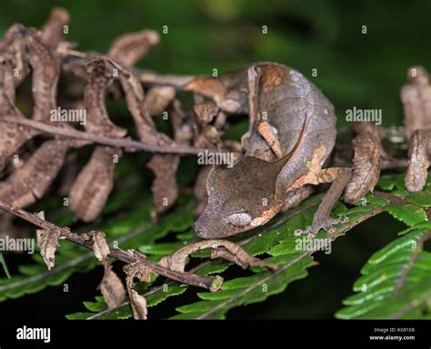 Uroplatus hi-res stock photography and images - Alamy