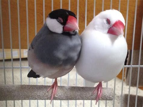 Image result for Java Sparrows for Sale