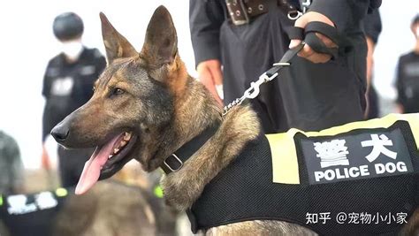世界十大名犬之一的中国昆明犬，它的优点你都知道吗？ - 资讯咖