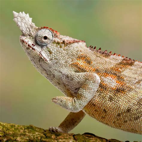 First Reptiles On Earth