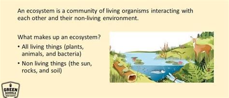 What are the risks to the ecosystem and how can we conserve it ...