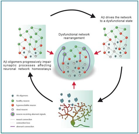 An Unbalanced Synaptic Transmission: Cause or Consequence of the ...