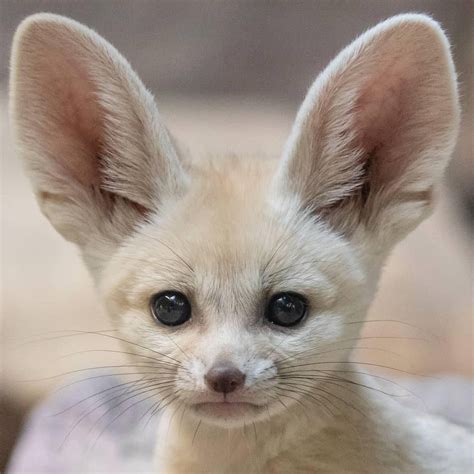 Fennec Fox - Baby | Pet | Profile | Traits | Facts | Size - Mammal Age